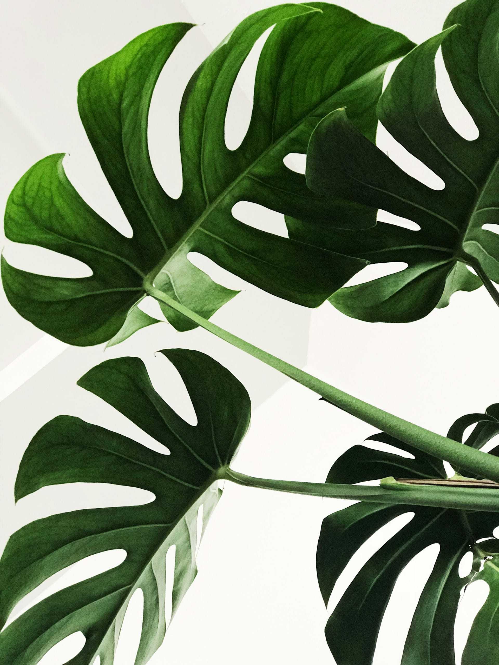 Monstera plant leaves with natural light against a white background.