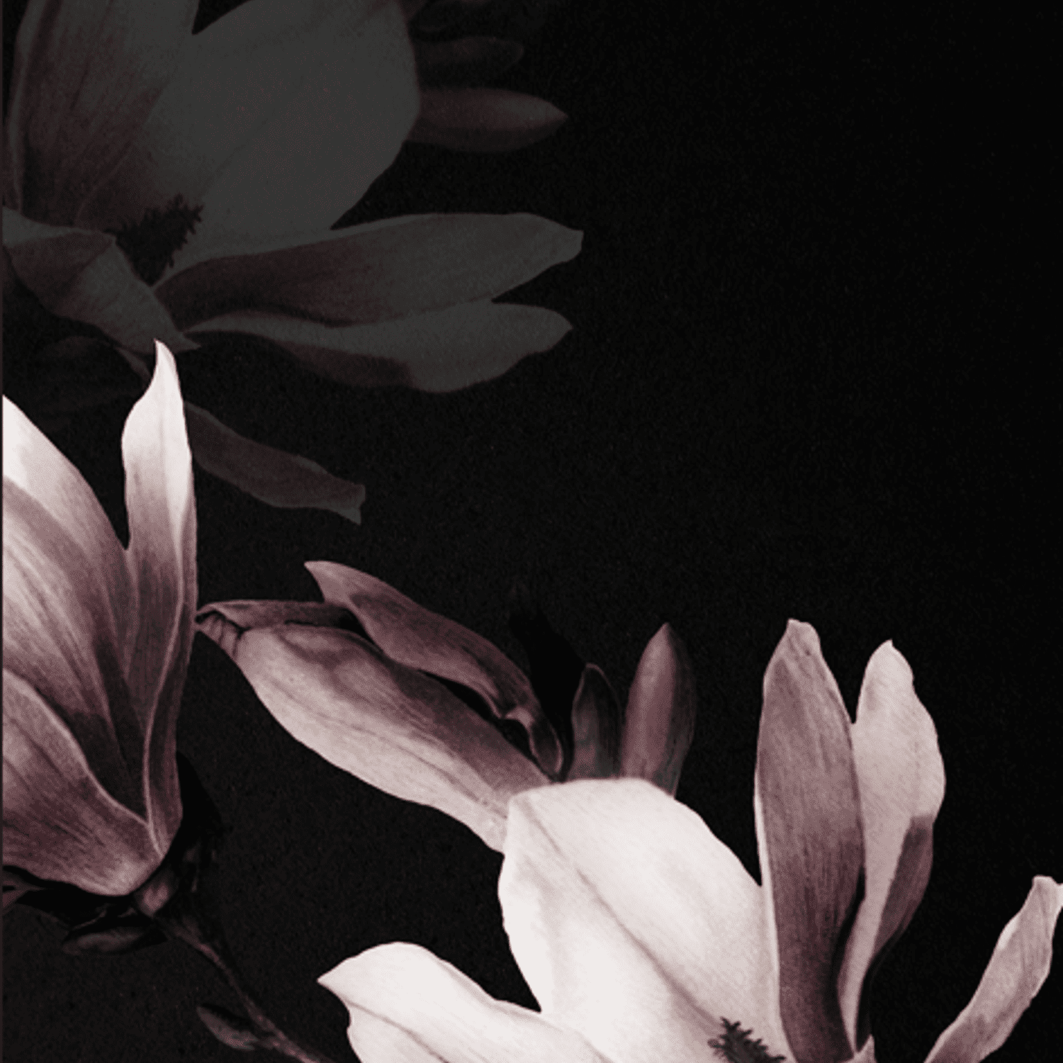 Portrait of Carla, a professional stylist at Style Bar Salon, showcasing their expertise and style.